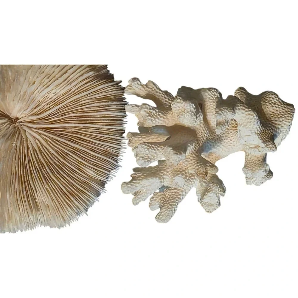 Natural Coral Specimen Trio For Home Décor 2